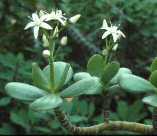Crassula portulacea