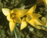 Crocus chrysanthus