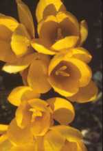 Crocus flavus 'Golden Yellow'