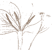 Crocus sativus, le safran, planche 306, tir�e de: Chaumeton, Chamberet et Poiret; pl. peintes par E. Panckoucke et par M.J. Turpin, 1830.  
La flore m�dicale.Collection Biblioth�que du Jardin botanique de Montr�al