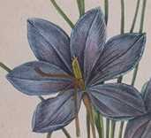 Crocus sativus