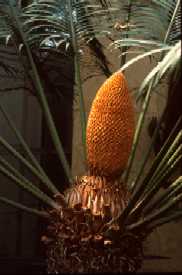 Cycas circinalis