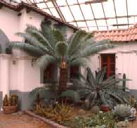 http://www2.ville.montreal.qc.ca/jardin/images/plantes/cycas_circinalis8.jpg