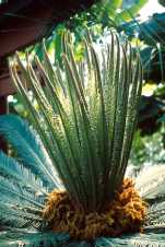 Cycas revoluta
