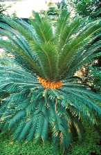 Cycas revoluta