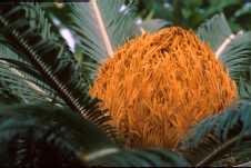 Cycas revoluta