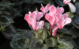 Cyclamen