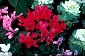Cyclamen