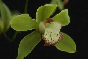 Cymbidium BIG TREES