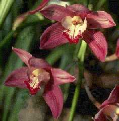 Cymbidium TAPESTRY