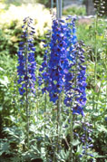 Delphinium 'Aphrodite'