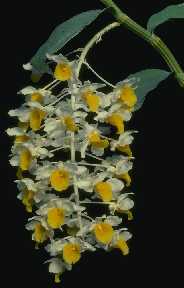 Dendrobium densiflorum