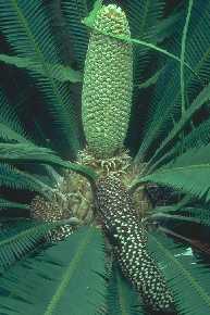 Dioon edule