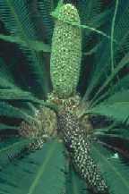 Dioon edule, c�ne male, photo R�jean Martel
