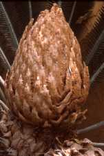 Dioon purpusii, photo Raymond Gagnon