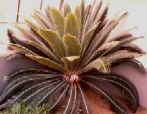 Dioon purpusii