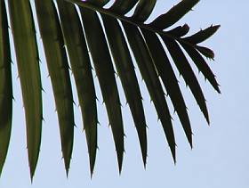 Dioon spinulosum; photo Gilles Murray
