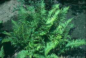 Dryopteris filix-mas