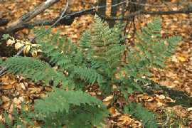 Dryopteris marginalis