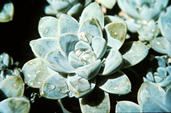 Echeveria elegans