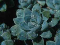 Echeveria elegans