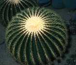 Quelle est cette plante?