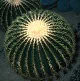 Echinocactus grusonii