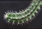 Echinocereus uspenskii