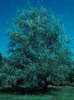 Elaeagnus angustifolia � JBM