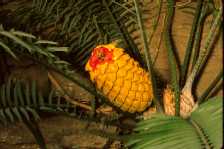 C�ne femelle d'Encephalartos villosus