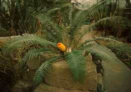 Encephalartos villosus
