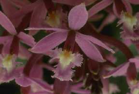 Epidendrum ibaguense
