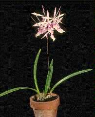 Epidendrum nemorale