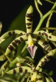 Epidendrum prismatocarpum