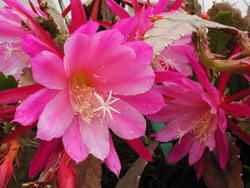 Epiphyllum 'Madonna'