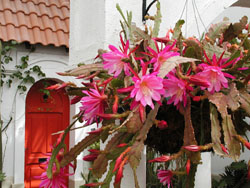 Epiphyllum 'Madonna'