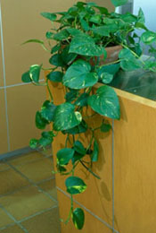 Epipremnum Aureum