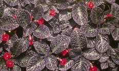Episcia cupreata