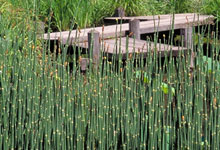 Horsetail (Equisetum)