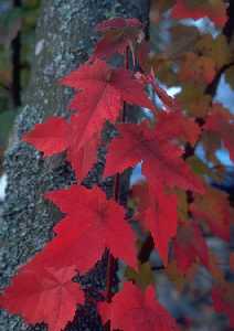 Coloris automnal de l'�rable rouge