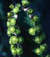 Euphorbia franckiana