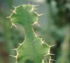 Euphorbia grandicornis