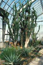 Euphorbia ingens