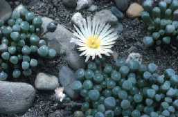 Fenestraria aurantiaca