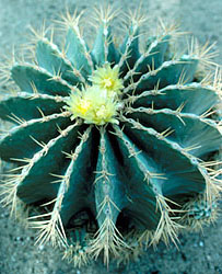 Ferocactus glaucescens