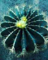 Ferocactus glaucescens
