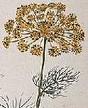 fleurs d'aneth