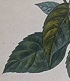 Feuilles de basilic