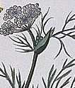 fleurs de carvi