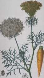 Carotte - Illustration tir�e de Flore m�dicale 